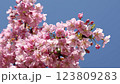 Kawazu cherry blossoms in full bloom 123809283