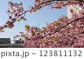 Kawazu cherry blossoms in full bloom 123811132