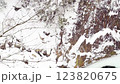 長野県南木曽町　冬の柿其渓谷の景色 123820675