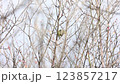 梅の木の枝で毛繕いするメジロ 123857217