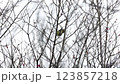 梅の木の枝で毛繕いするメジロ 123857218