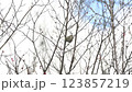 梅の木の枝で佇むメジロ 123857219