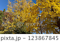 東京・杉並区の公園で観られた紅葉 123867845