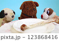 One big natural bone for dinner small toy dogs 123868416