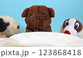 One big natural bone for dinner to small toy dogs 123868418