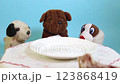 One big natural bone for dinner to small toy dogs 123868419