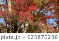 東京・杉並区の公園で観られた紅葉 123870236