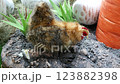 Toy chicken is leaning down as if it's searching for food on the ground, selective focus. Domestic land fowls 123882398
