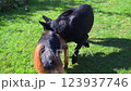 Two German Shepherds are playing on the lawn. Slow motion 123937746