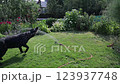 Black German shepherd playing with water on a green grass loan.  Slow motion 123937748