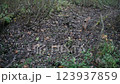 Wild cat Eurasian lynx in autumn swampy forest 123937859