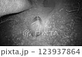 A badger, in autumn, digs a path to a den in the forest 123937864
