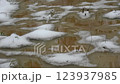 Early spring with rain, ice snow and water in swampy forest 123937985