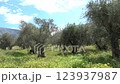 Speed background. Olive groves near Kalamata through the car window, Greece 123937987