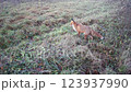 The autumn red fox comes out of  forest into  meadow 123937990