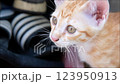 Close up of Thai Orange and White Cat Kitty 123950913