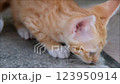 Close up of Thai Orange and White Cat Kitty sniffing on the floor 123950914