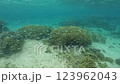 A video of a school of blue and silvery fish swimming in the clear waters of a coral reef. 123962043