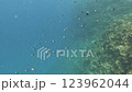 A video of a school of black and white fish swimming in the ocean at a depth of about 30 meters 123962044