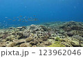 A video of a school of small fish swimming in a landscape of coral reefs in crystal clear water. 123962046