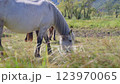 森の中で草を食べる白馬の風景 123970065