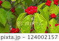 Amur honeysuckle Lonicera sp., red berries on a tree against the background of green leaves in a Odessa garden 124002157