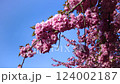 Japanese flowering cherry tree. Branches of Sakura Japanese Cherry Blossoms With Pink Flowers  124002187