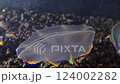Jellyfish Beroe ovata, devouring Mnemiopsis leidy. Combine jelly digesting caught comb jelly Mnemiopsis, comb plates glistening in the light, Black Sea 124002282