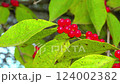 Amur honeysuckle Lonicera sp., red berries on a tree against the background of green leaves in a Odessa garden 124002382