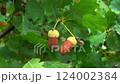 Quercus robur - the pedunculate oak or English oak, brown acorns on a tree against a background of green leaves, Ukraine 124002384