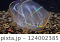 Jellyfish Beroe ovata, devouring Mnemiopsis leidy. Combine jelly digesting caught comb jelly Mnemiopsis, comb plates glistening in the light, Black Sea 124002385