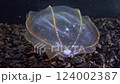 Jellyfish Beroe ovata, devouring Mnemiopsis leidy. Combine jelly digesting caught comb jelly Mnemiopsis, comb plates glistening in the light, Black Sea 124002387