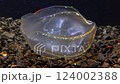 Jellyfish Beroe ovata, devouring Mnemiopsis leidy. Combine jelly digesting caught comb jelly Mnemiopsis, comb plates glistening in the light, Black Sea 124002388