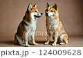 兩隻柴犬臉靠得很近，就像攝影棚風格 124009628