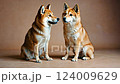 兩隻柴犬臉靠得很近，就像攝影棚風格 124009629