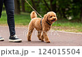 Take a leisurely walk with a toy poodle 124015504