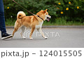 Taking a leisurely walk with her pet Shiba Inu 124015505