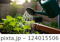 Watering plants in a vegetable garden planter with a watering can 124015506