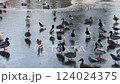 ducks walking on the frozen pond ice in the park 124024375