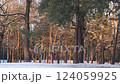 A snowy pine forest glows under the warm golden rays of the setting sun creating a serene and enchanting winter scene with soft sunlight filtering through the trees highlighting natural beauty. 124059925