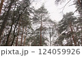 Snow gently falls in a pine forest as the view shifts upward towards the sky tall evergreen trees create a serene and magical winter atmosphere with natural beauty and peaceful surroundings. 124059926