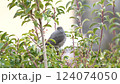 庭に来た野鳥　ヒヨドリその一 124074050