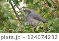 庭に来た野鳥　ヒヨドリその四 124074232