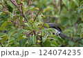 庭に来た野鳥　ヒヨドリその三 124074235