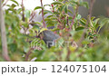 庭に来た野鳥　ヒヨドリ　その二 124075104