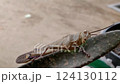 Grasshopper (Locust, Patanga) eating cactus. 4K macro videography 124130112
