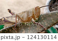 A Grasshoppers eat cactus. Grasshoppers are herbivores so they eat plants. 124130114