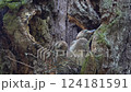 Adult Jay chicks sit in their nest in a tree 124181591