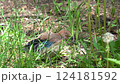 An adult Jay chick has fallen out of its nest and is sitting in the grass 124181592