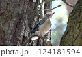 An adult Jay chick sits on a tree branch 124181594
